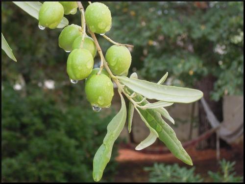 La Vigne Et L'olivier B&B