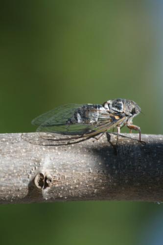 Bed & Breakfast L'oustalet De Sylvie