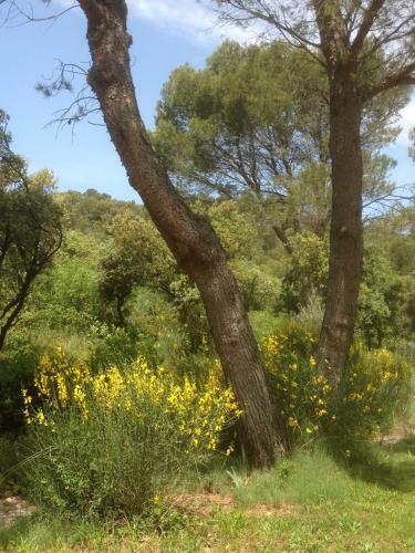 Bed & Breakfast New Cabanon