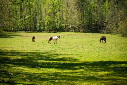 Apartamento Country Hideaway At Mountain Lakes Resort
