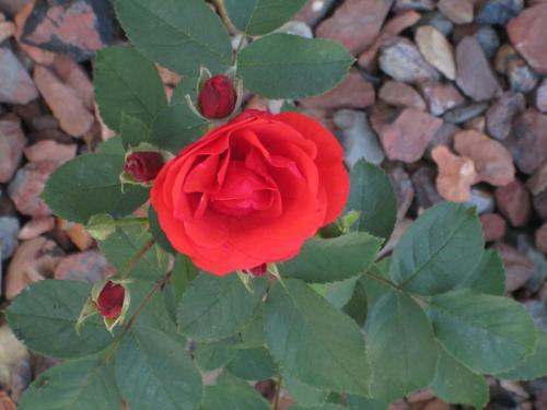 Hotel Super 8 Columbus