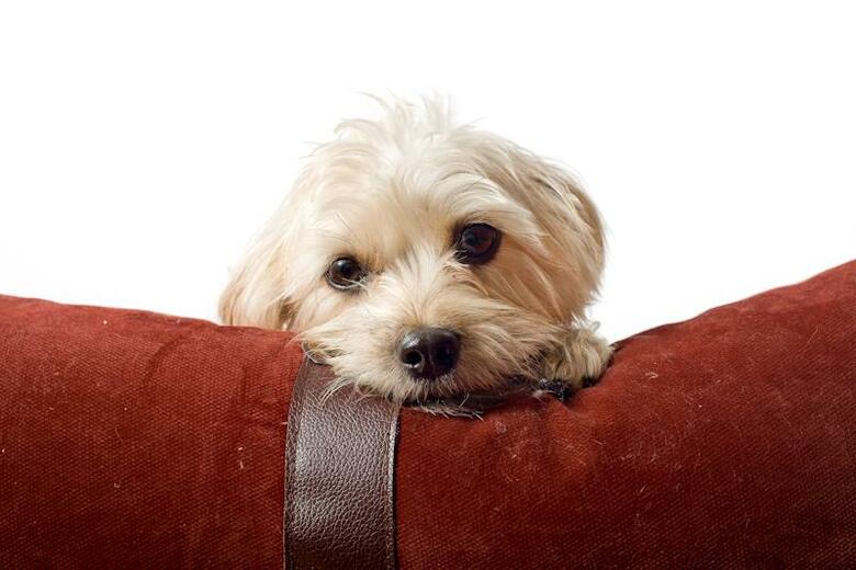 Hotel Best Western Plus Caldwell Inn & Suites