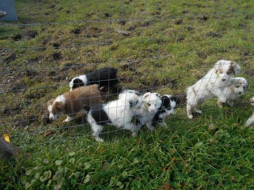 The Branded Calf Bed & Breakfast