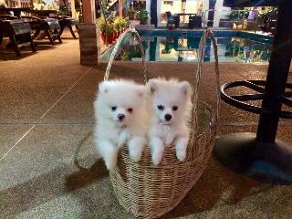 Thomas Udon Thai House Resort & Hotel