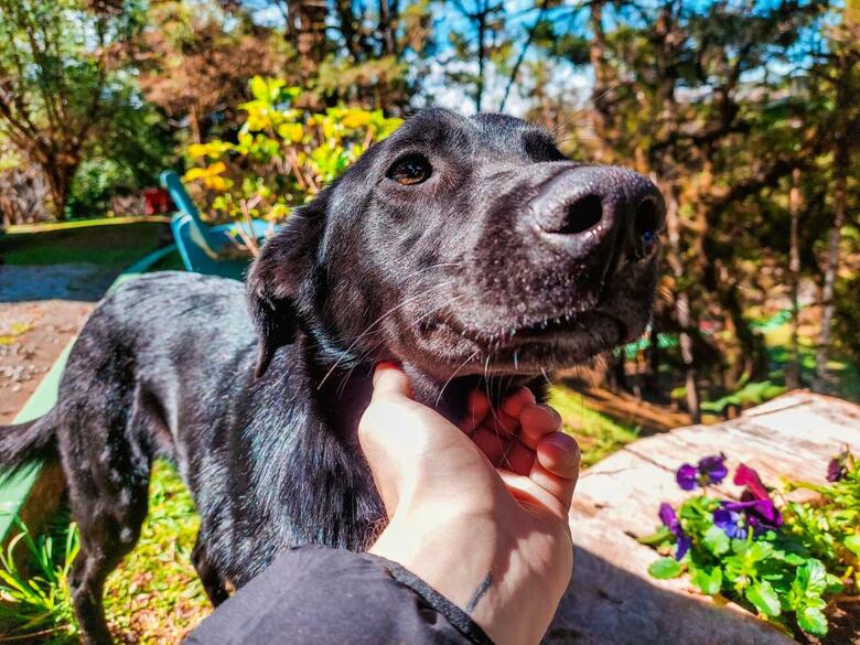 Hotel Golden Park Campos