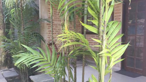 Apartamento Vila Flor Camburizinho Flats