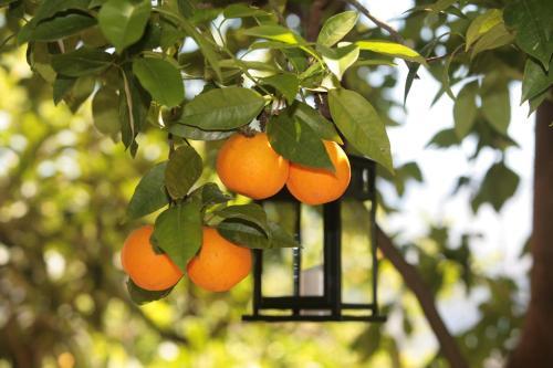 Bed & Breakfast L' Arancio In Fiore
