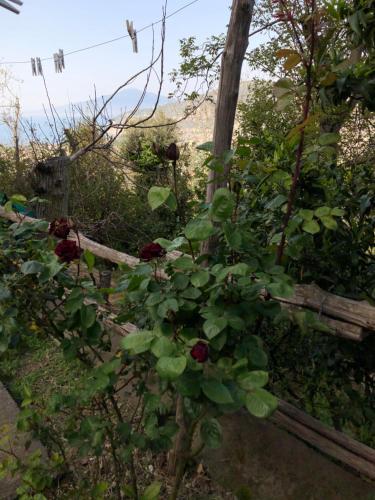 Bed & Breakfast L' Arancio In Fiore