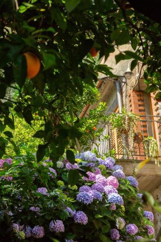 Bed & Breakfast L' Arancio In Fiore