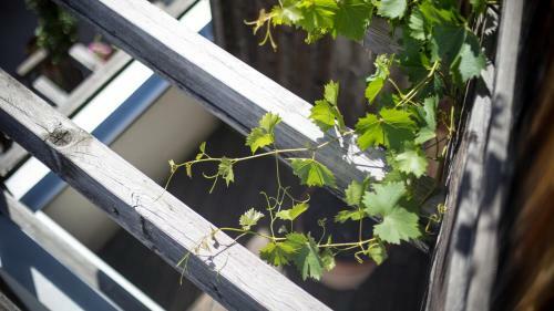 Theiner's Garten Bio Vitalhotel ****superior