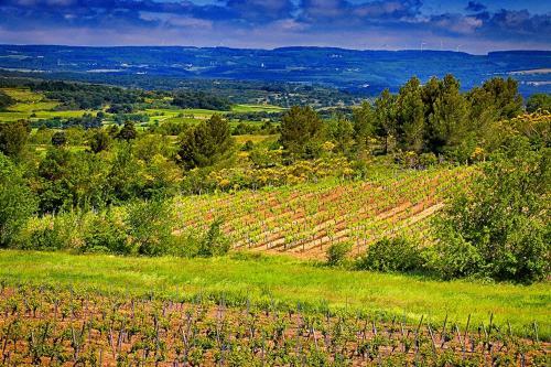 O'vineyards B&B Carcassonne