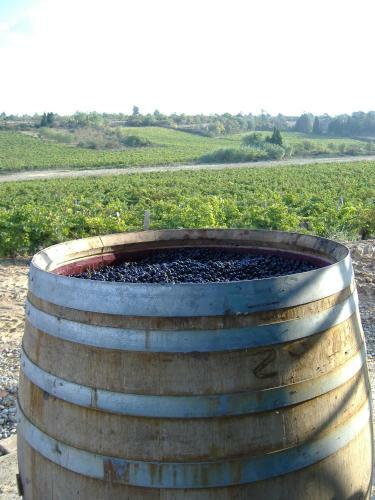 O'vineyards B&B Carcassonne