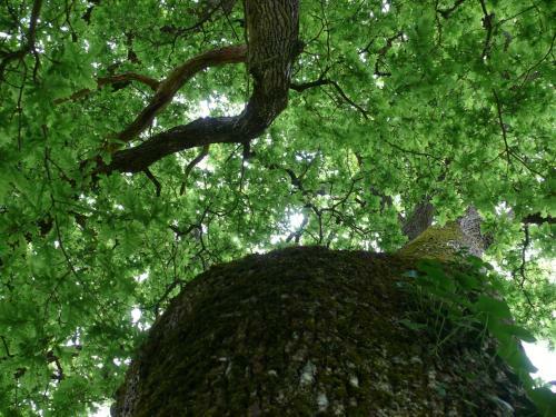 G�te � L'ombre Des Ch�nes