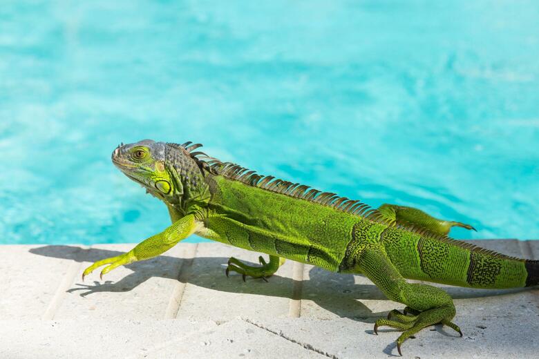 Hotel The Marker Waterfront Resort Key West
