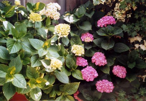 Apartamento B&B Gheller