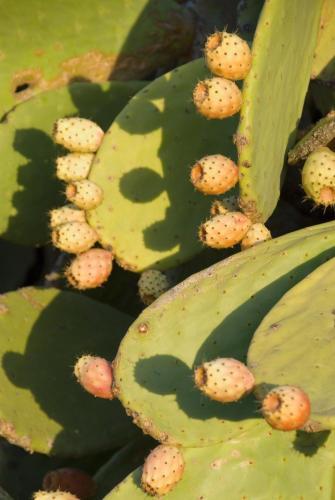 Agroturismo El Jard�n De Los Sue�os
