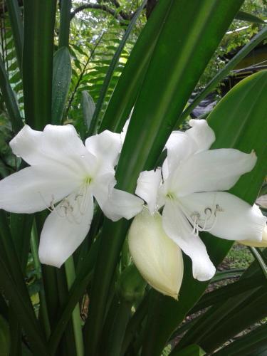 Albergue Caribbean Flavors Backpackers