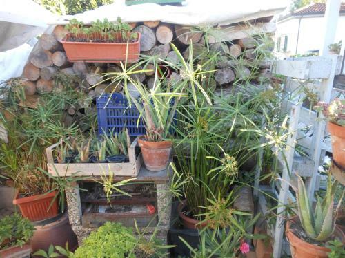 B&B Gli Angeli