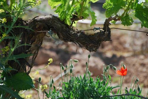 Agroturismo Hotel El Rond�n
