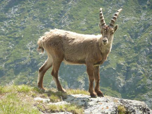 Hotel Les Gli�res - Champagny-en-vanoise