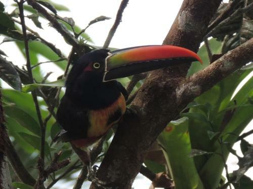 Corcovado Adventures Tent Camp