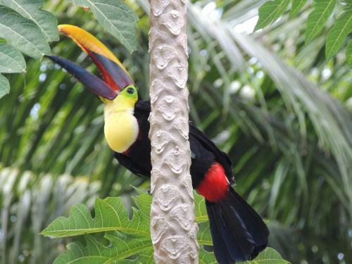 Corcovado Adventures Tent Camp