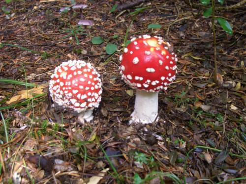 Ball Benas Apartamentos