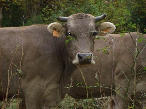 Ball Benas Apartamentos