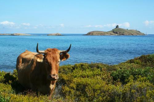 Bed & Breakfast Latu Corsu - Cote Corse Chambres D'h�tes