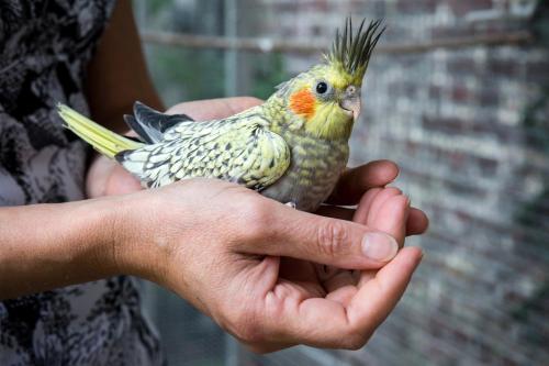 Bed & Breakfast Lille Aux Oiseaux
