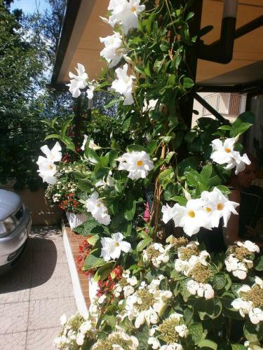 Hotel Albergo Al Pescatore