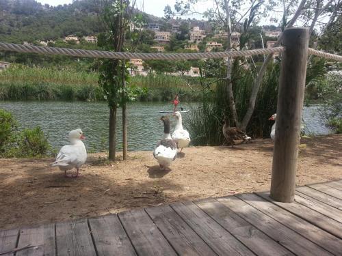 Apartamento Hostal Es Raco De Canyamel