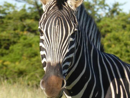 Agroturismo Jbay Zebra Lodge