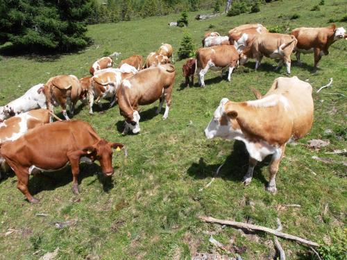 Agroturismo Maurachhof