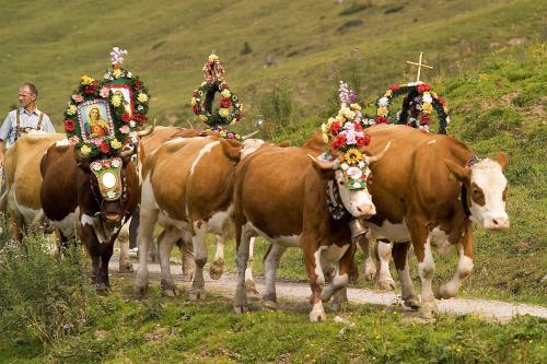 Agroturismo Maurachhof
