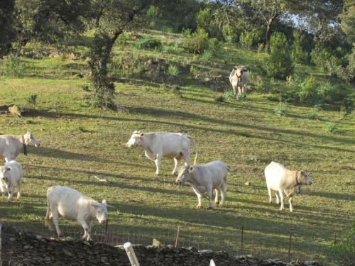 Agroturismo Finca Valle Corchoso