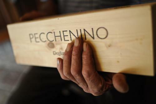Bed & Breakfast Casapecchenino