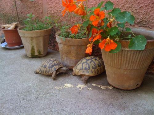 Albaniantrip Rooms And Apartments