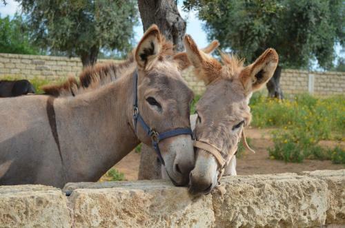 Agroturismo Masseria Grande
