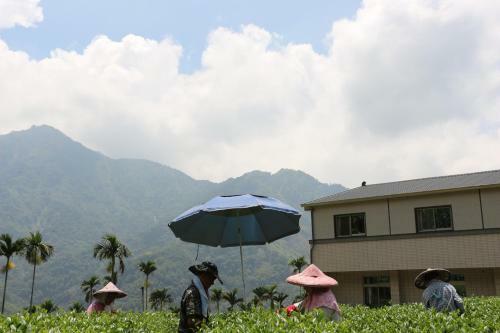 De Ren Tea Gardens