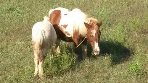 Agroturismo Agriturismo Seaview