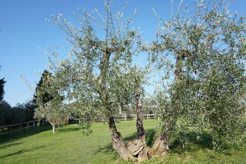 Agroturismo Residenze Piandaccoli