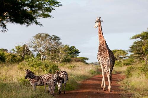 Hostal Zululand Tree Lodge