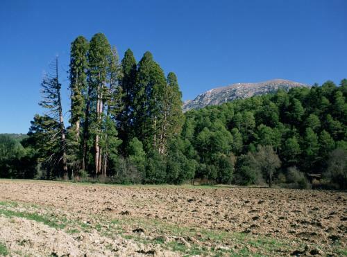 Huerta La Balsa