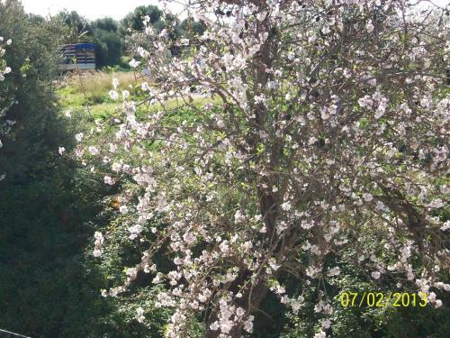 Casa Vacanze Mandorlo In Fiore