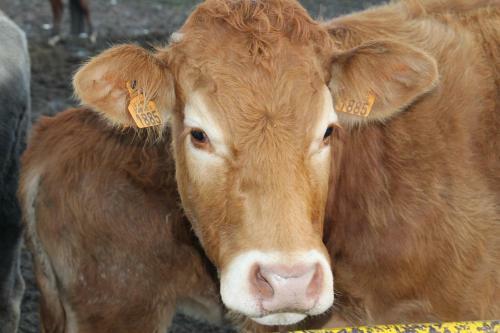 Agroturismo La Ferme D'a Yaaz