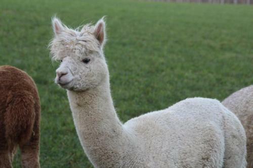 Agroturismo La Ferme D'a Yaaz