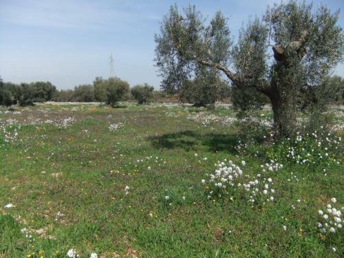 Agroturismo Masseria La Luna Nel Pozzo