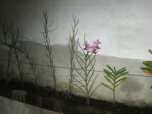 Aabhaa Homestay In Trivandrum