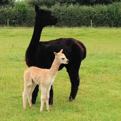 The Alpaca B&B